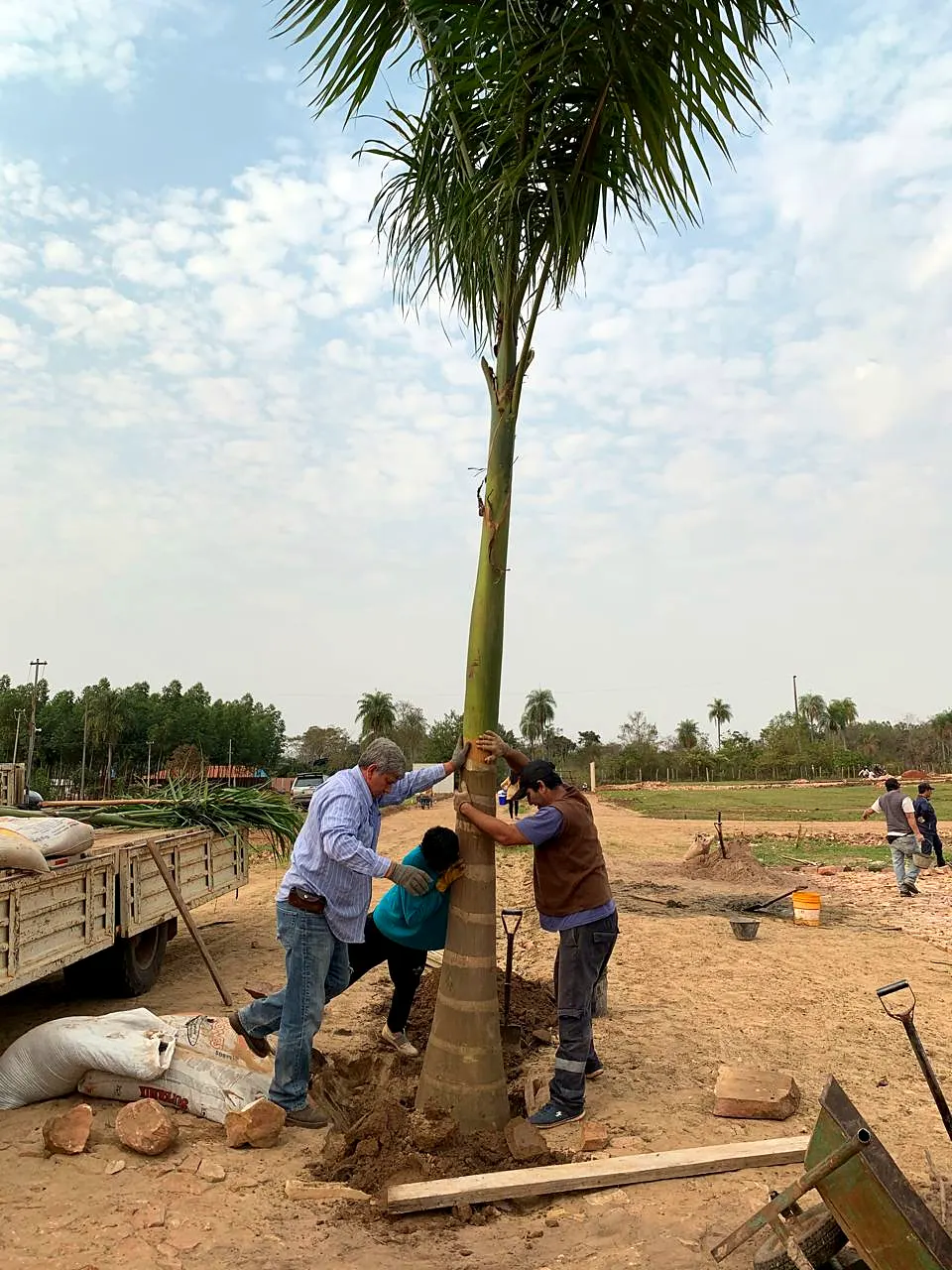 Operarios plantando una palmera en una calle del loteamiento