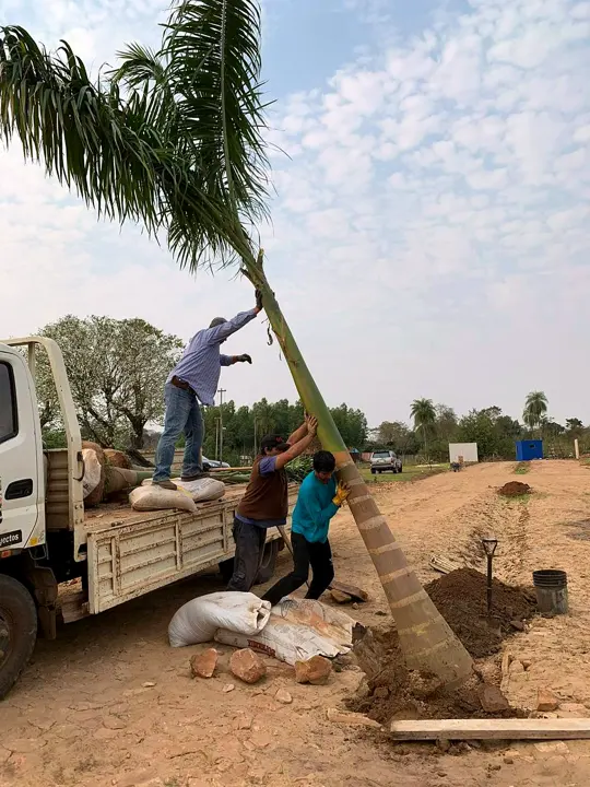 Las palmeras llegan en camión