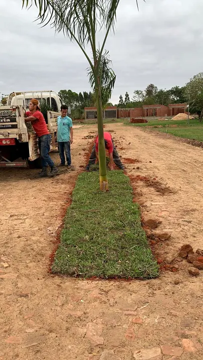 Palmera recién plantada con su franja de césped